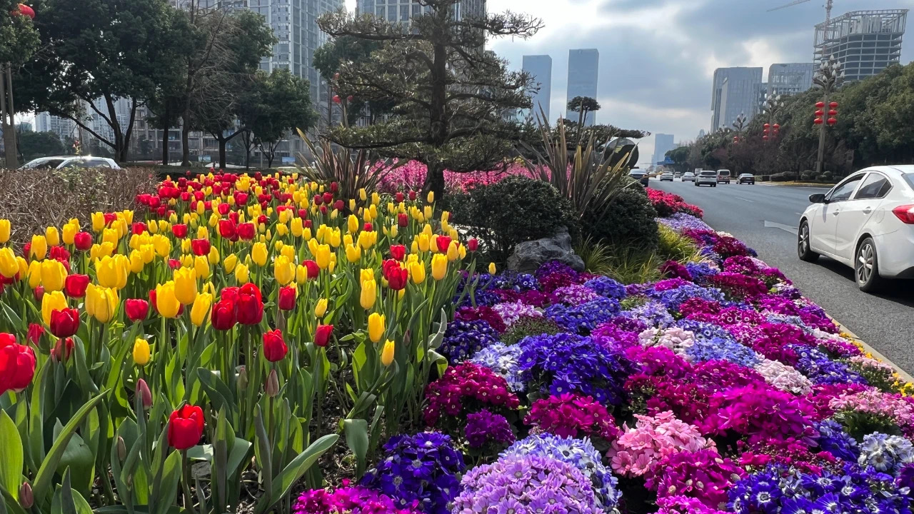 成都市树市花图片